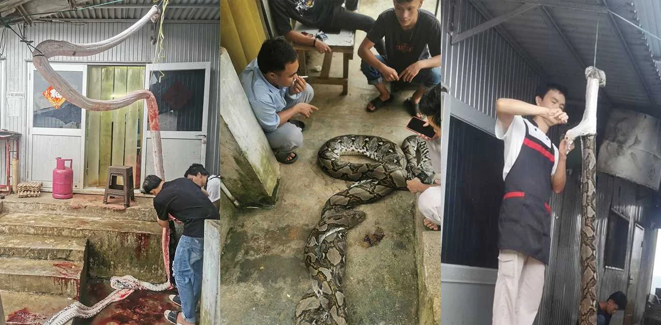 吃瓜猎奇 惊险捕获巨型蟒蛇 剥皮过程全曝光